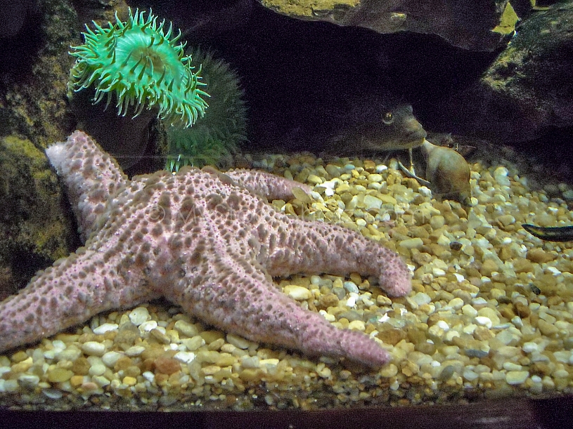 Sea Life - View into an Aquarium