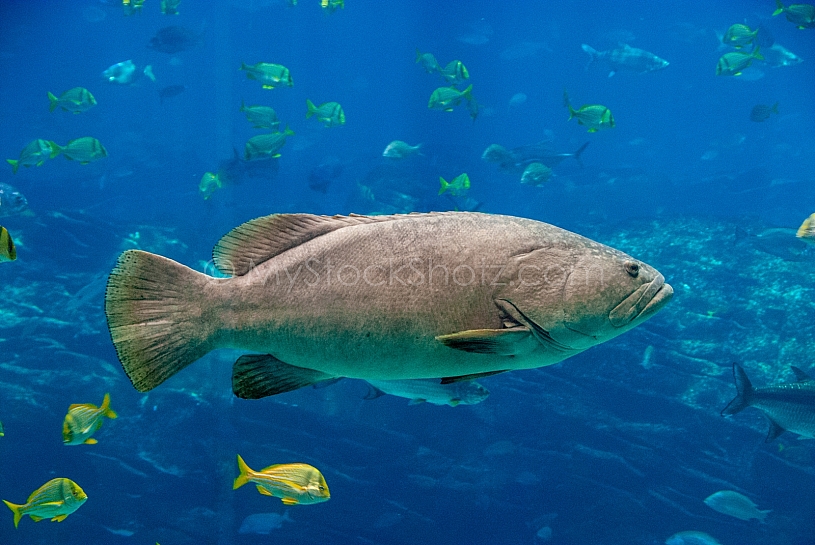 Sea Life - View into an Aquarium