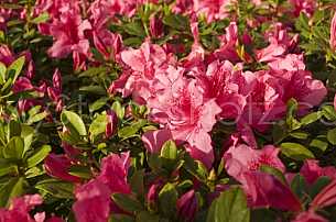 Azaleas