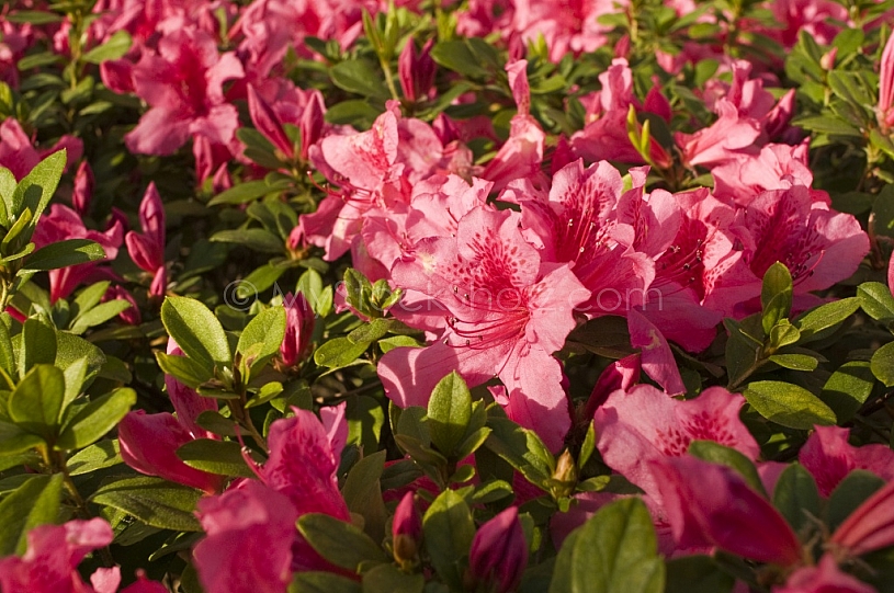 Azaleas