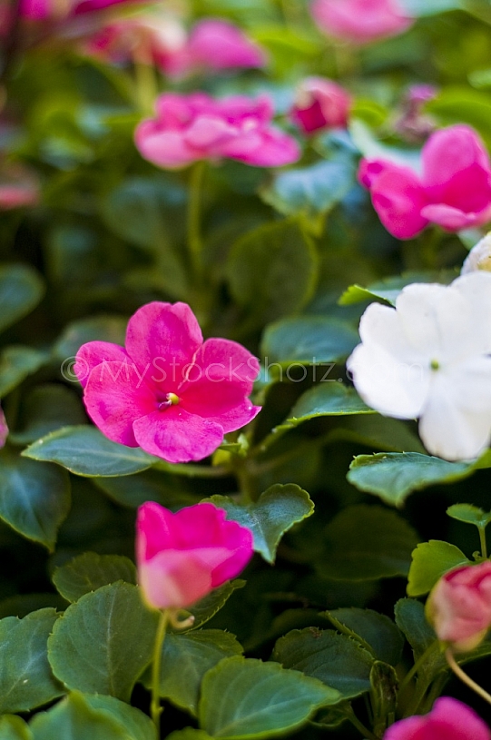 Flowers in downtown Mobile