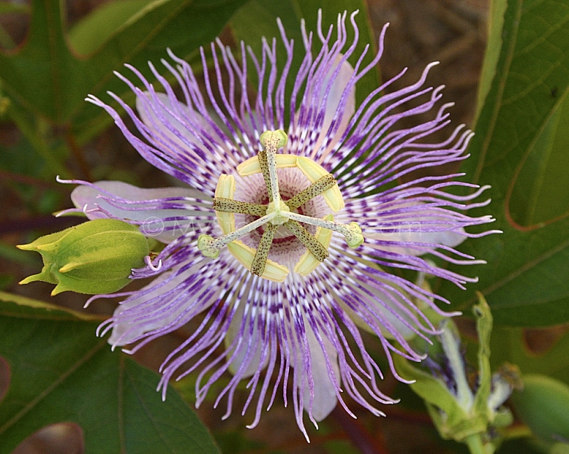 Purple Passion Flower up close