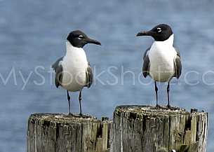Gulls on a post
