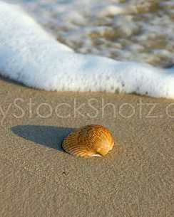Solitary sea shell