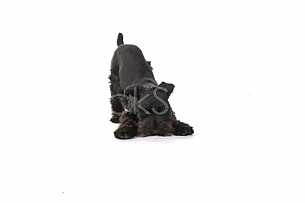 Little Playful Puppy