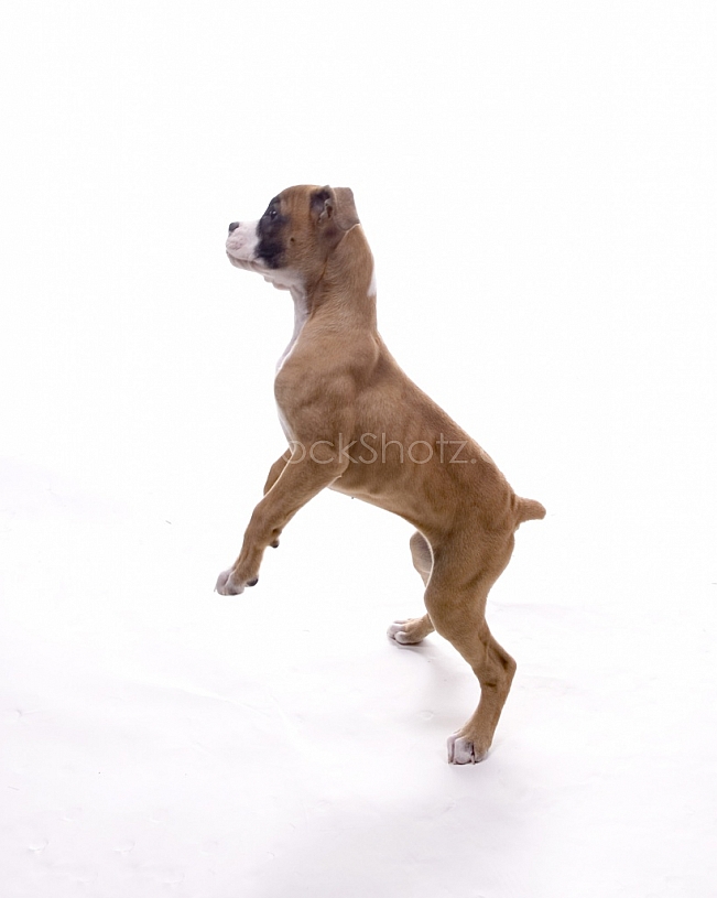 Boxer Puppy in the studio
