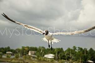 Gull at Dauphin Island