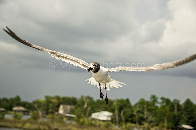 Gull at Dauphin Island