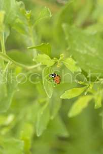 Ladybug on Leaf