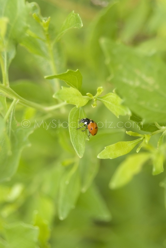 Ladybug on Leaf