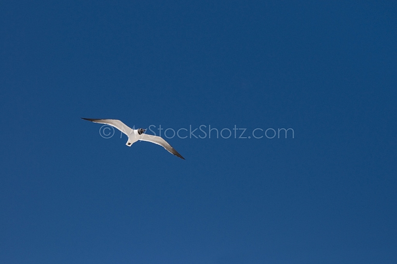 Seagull Flying