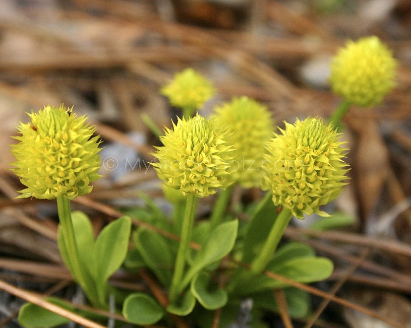 Tiny yellow buds in the pine straw