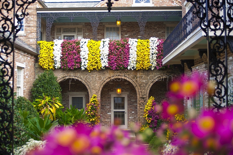 Bellingrath Gardens Mums