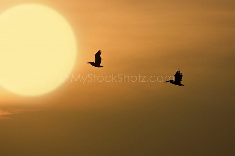 Pelicans in the Sunset at Mobile Bay