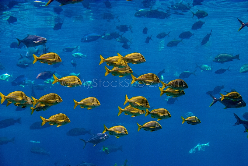 Sea Life - View into an Aquarium