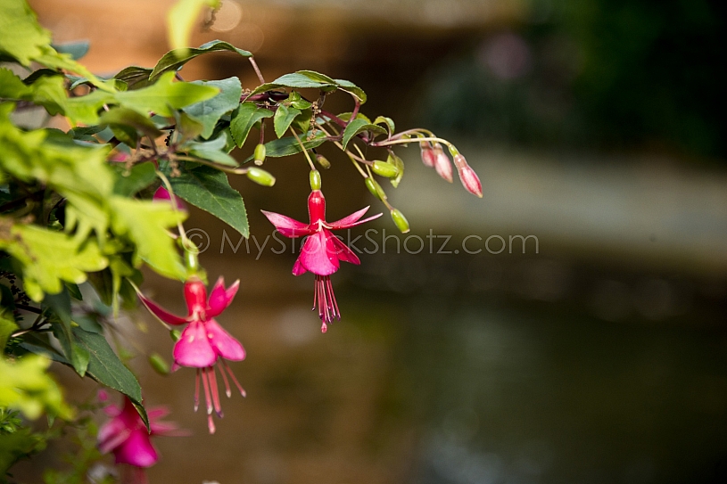 Beautiful Bellingrath Gardens