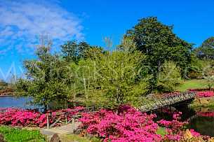 Beautiful Bellingrath Gardens