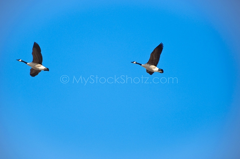 Geese in flight over Mobile Delta 2