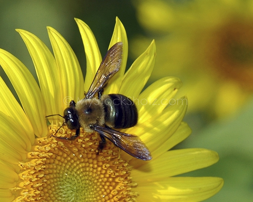 Bee on Sunflower