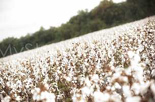 Cotton Field - Baldwin County Ready to Harvest