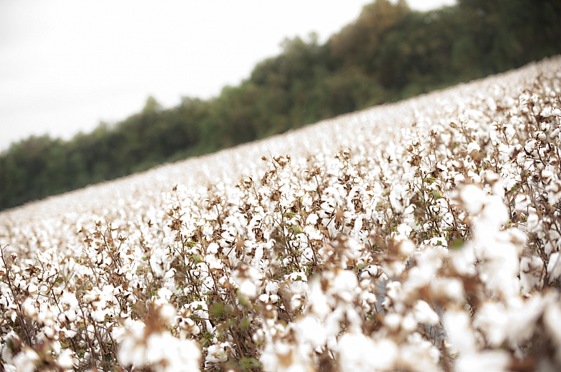 Cotton Field - Baldwin County Ready to Harvest