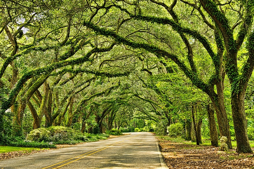 Main Street - Oak Street - Magnolia Springs, AL