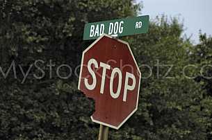 Bad Dog Road