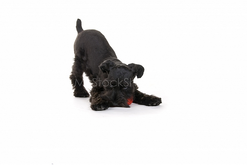 Little Playful Puppy