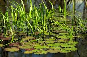 Lillypads in the marsh - Baldwin County