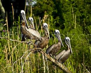 Pelicans Resting - Mobile Bay