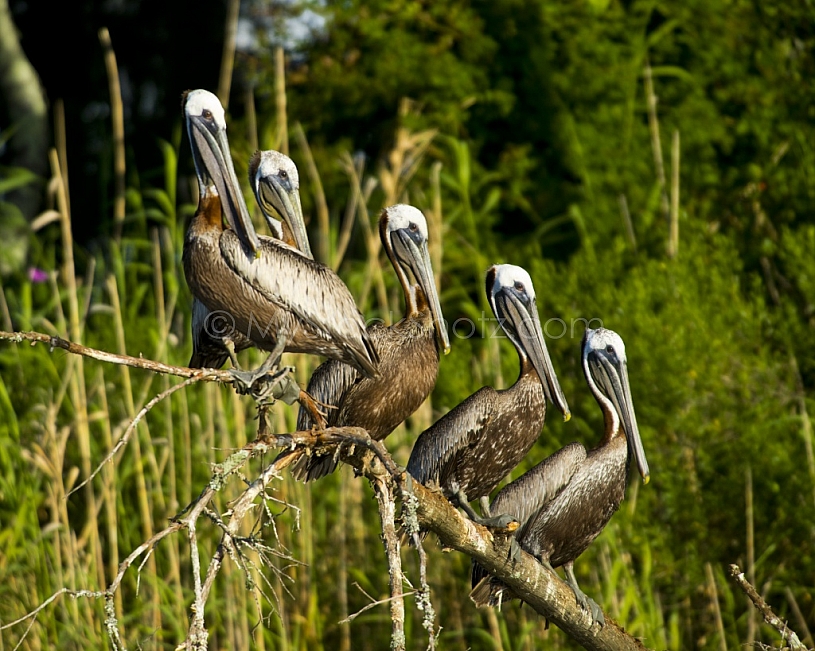 Pelicans Resting - Mobile Bay
