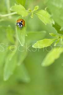 Ladybug on Leaf