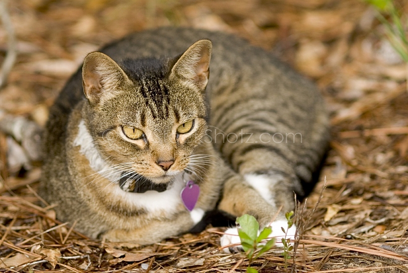 Cat in the straw