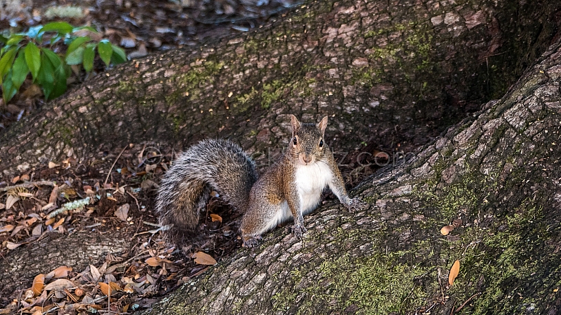 Squirrel Posing