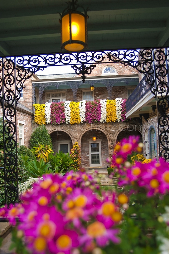 Bellingrath Gardens Mums