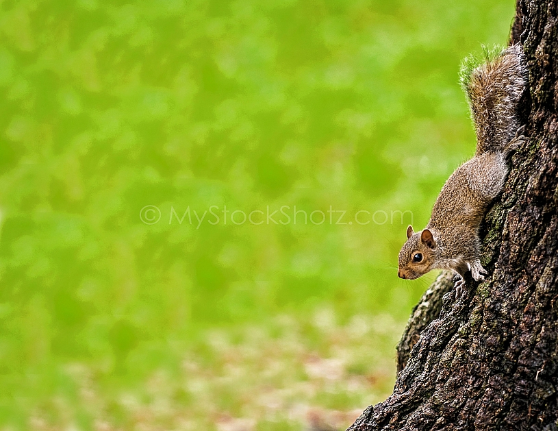Squirrel in Bienville Square