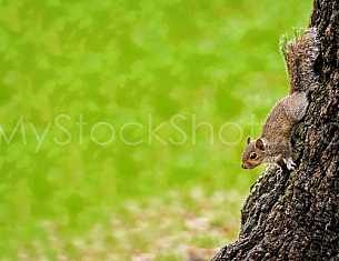 Squirrel in Bienville Square