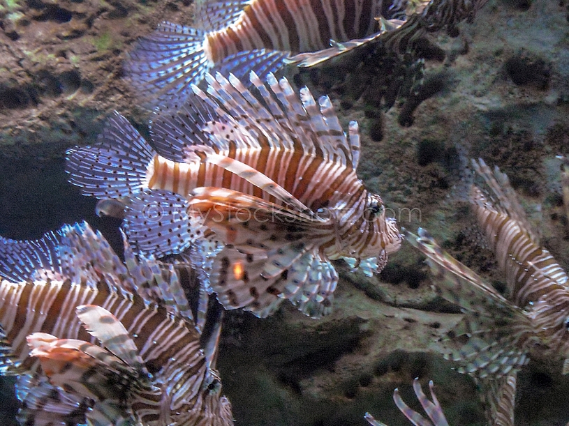 Sea Life - View into an Aquarium