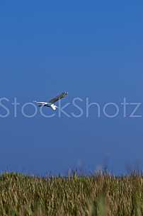 Egret in flight in the Mobile Delta 2