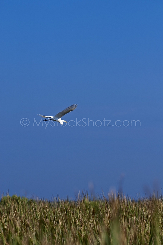 Egret in flight in the Mobile Delta 2