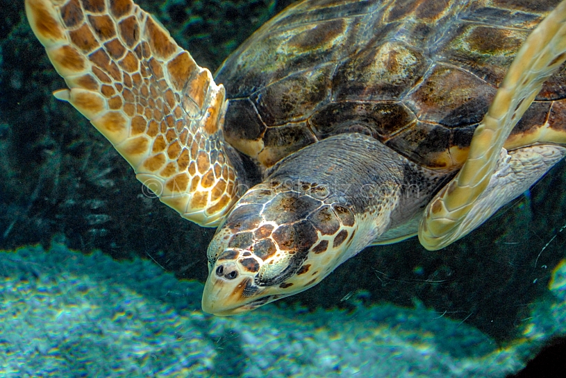 Sea Life - View into an Aquarium