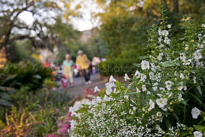 Beautiful Bellingrath Gardens
