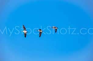 Geese in flight over Mobile Delta