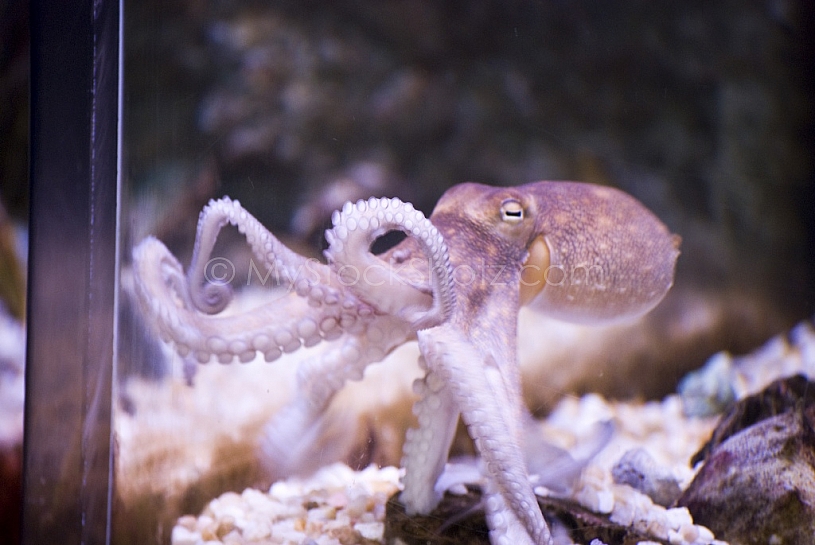 Octopus