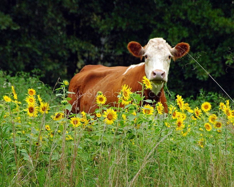 Sunflower Cow - 2