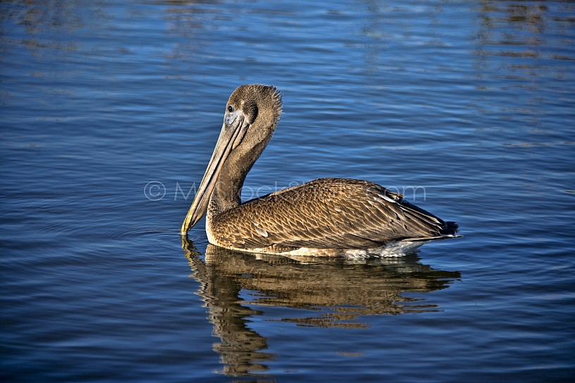 Brown Pelican posing