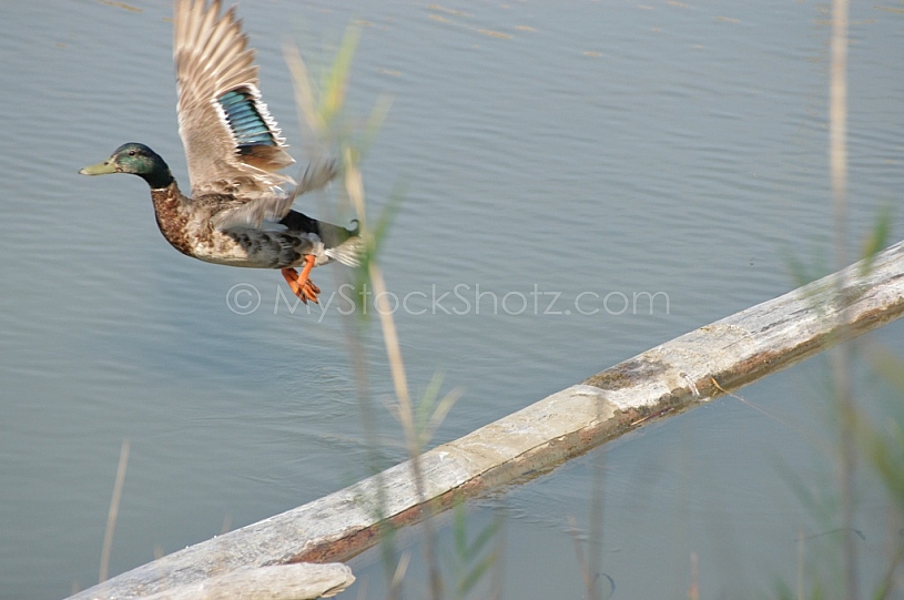 Duck just leaving log