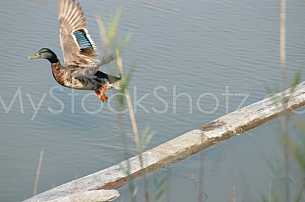 Duck just leaving log