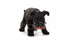 Little Playful Puppy