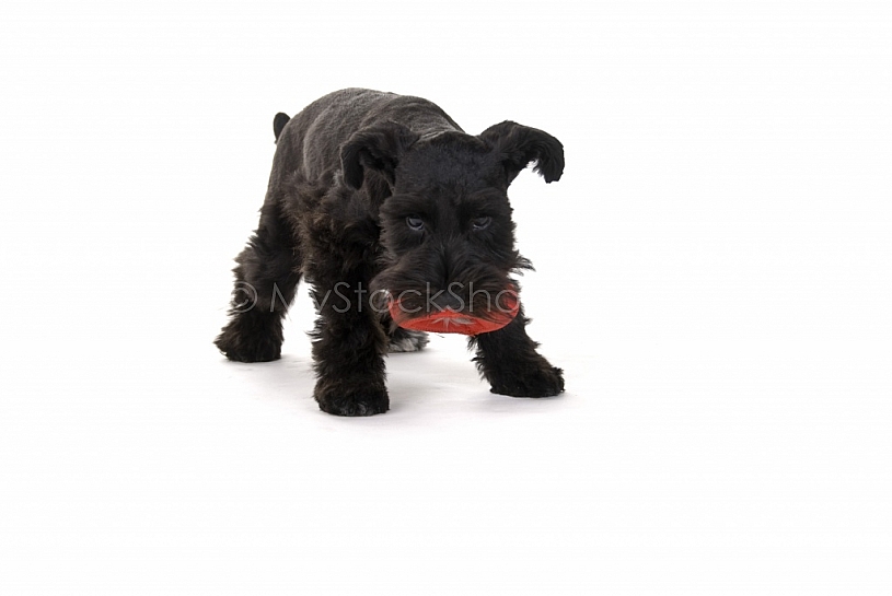 Little Playful Puppy